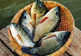 Cá rô phi thơm ngon, có thể chế biến thành nhiều món ngon bổ có tác dụng tăng cường sức khỏe phòng trị nhiều bệnh.